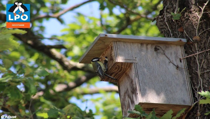 Journée de l’habitat : pensons au manque de cavités pour les oiseaux !